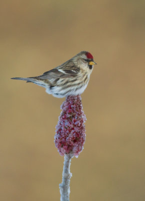 Sirerin flamm (Common Redpoll)