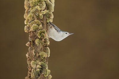 Sitelle a poitrine blanche (White-breasted Nuthatch)