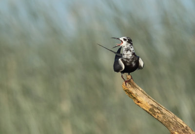 Guifette noire (black Tern)