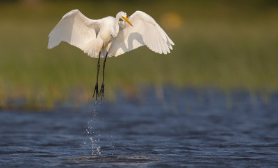 Grande aigrette (Great Egret)