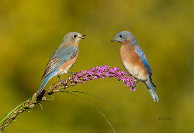 Merlebleu de l est ( Eastern Blue bird) 