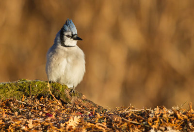 Geai Bleu ( blue jays)