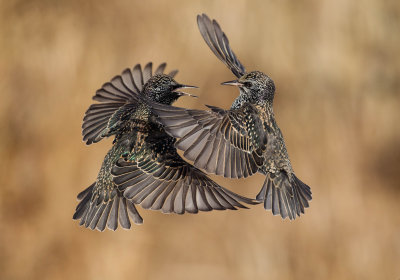 Oiseaux noirs, oriole...