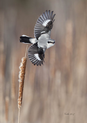 Northern Shrike ( Pie-griche grise )