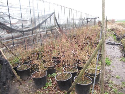 Blueberries in winter time