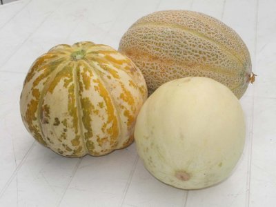 3 Verschillende soorten meloenen.jpg