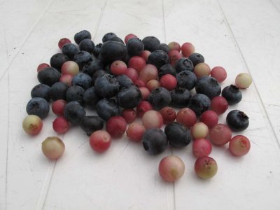 Blue and Pink berries.jpg