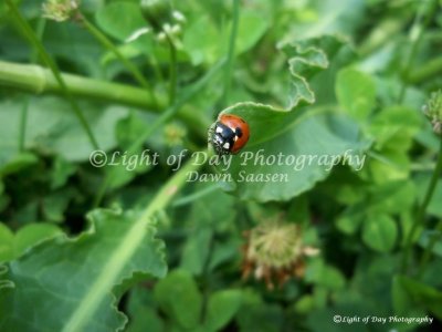 Butterflies, Ladybugs & More