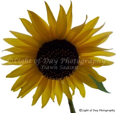 2) Light of Day Photography Dawn Saasen (632).jpg