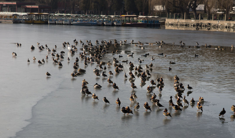 Ducks on frozen pond