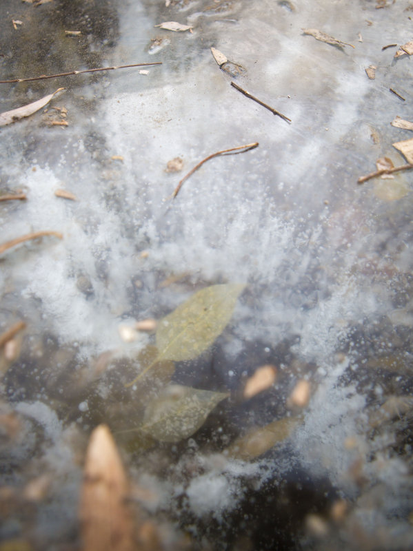 Icy Pond in Ritan Park with frozen leaves