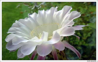  Flowers in my garden.