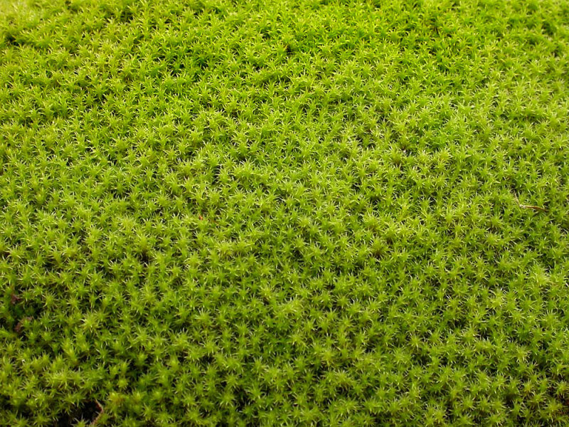 Tundra moss