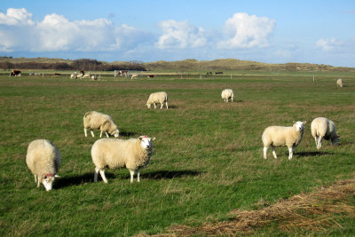 Baaiduinen schapen