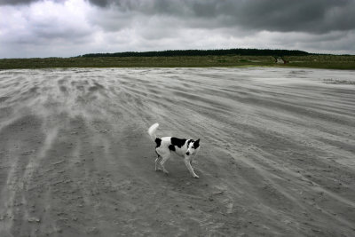 51: stormy beach