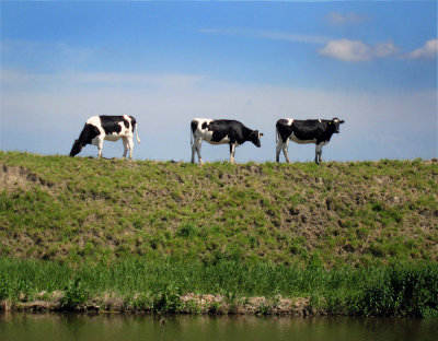 Cows on the dyke