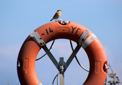 Bird on a buoy