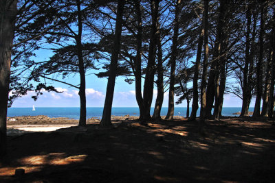 Bois des Sapins