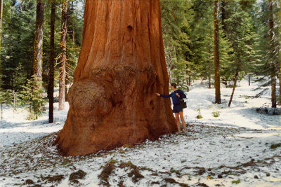 1983 Sequoia Park