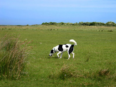 35: smell in the grass