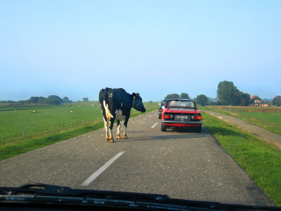 Cow in the fast lane