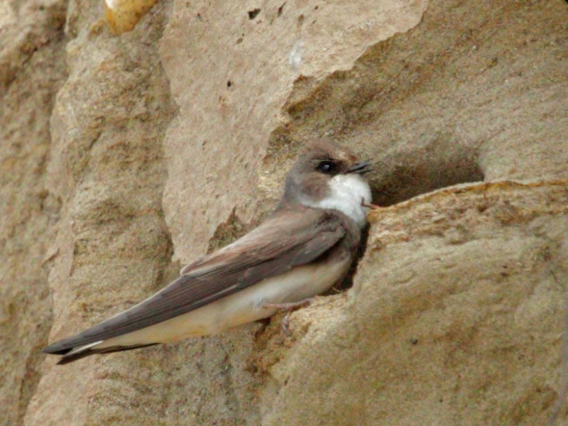 Bank Swallow