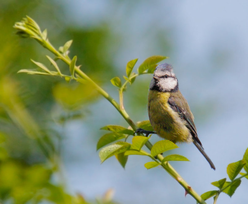 Blue Tit