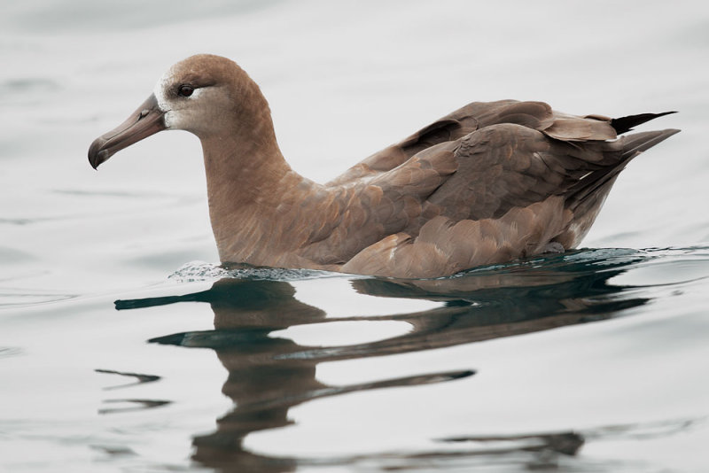 Black-footed Albatross