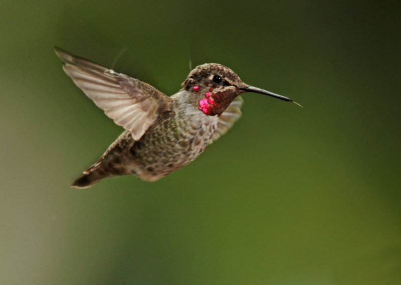 Annas Hummingbird, male