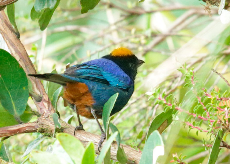 Golden-crowned Tanager