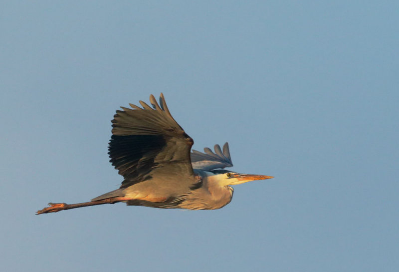 Great Blue Heron, flying in first light