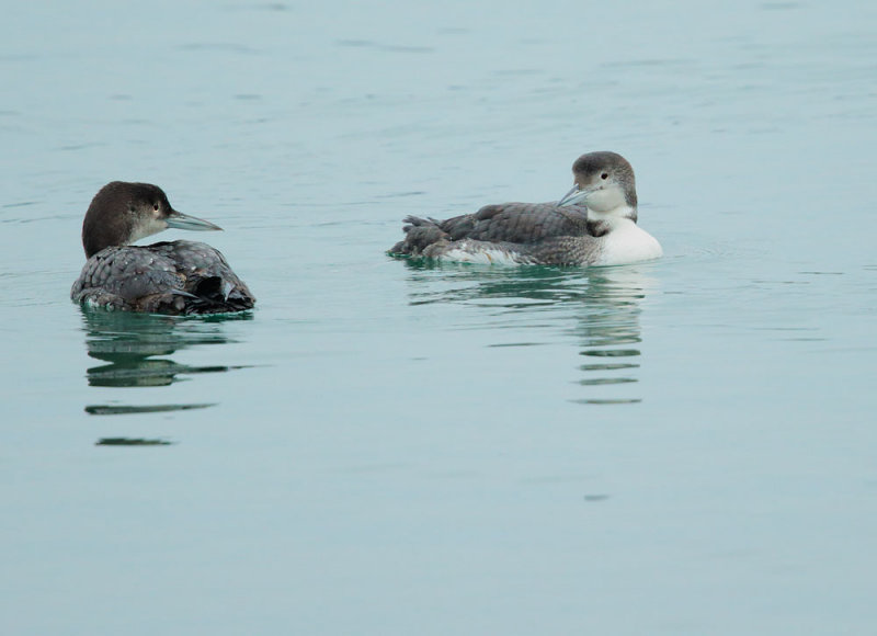 Common Loons, non-breeding plumage