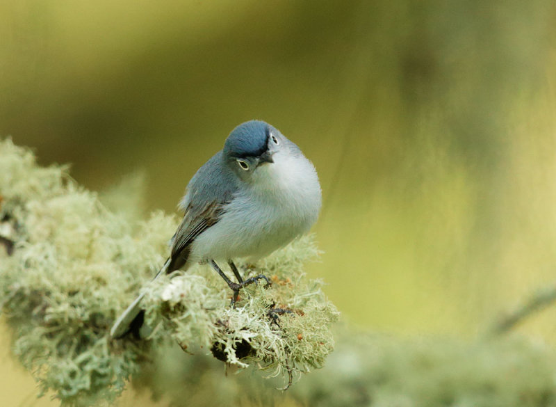 Blue-gray Gnatcatcher, male