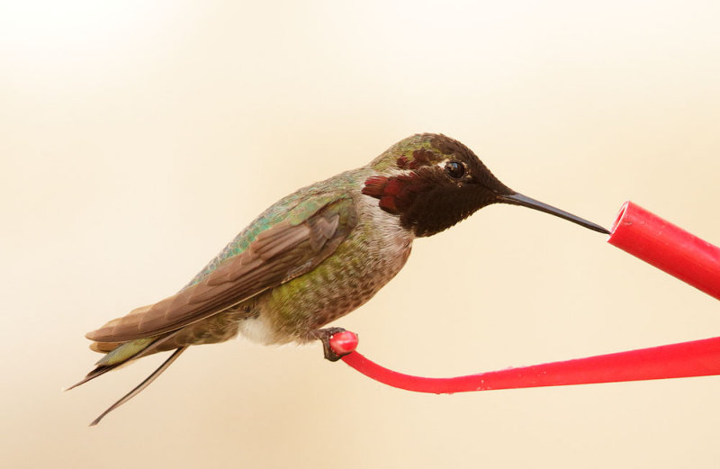 Annas Hummingbird, male