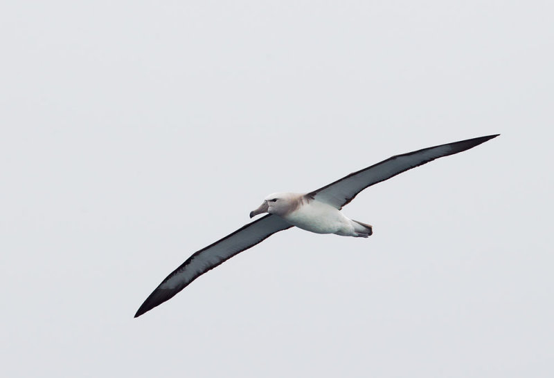 Salvins Albatross