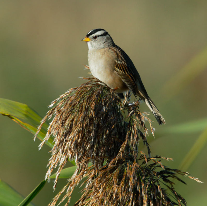 White-crowned Sparrow, Gambels