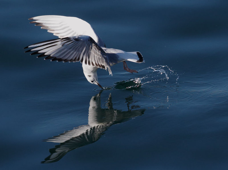 Bonapartes Gull, foraging