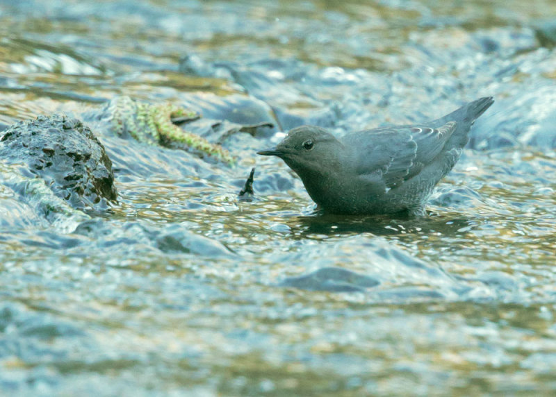 American Dipper, foraging