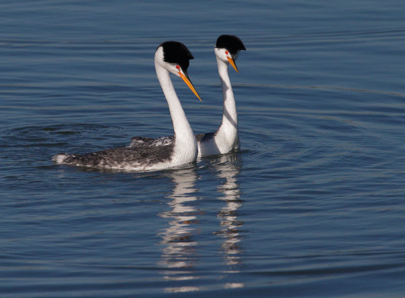Clarks Grebes, courting