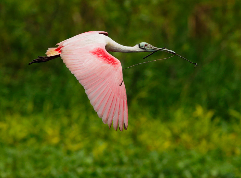 RoseateSpoonbillX1.jpg