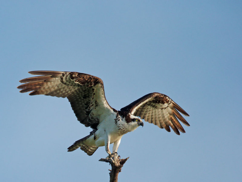 Osprey