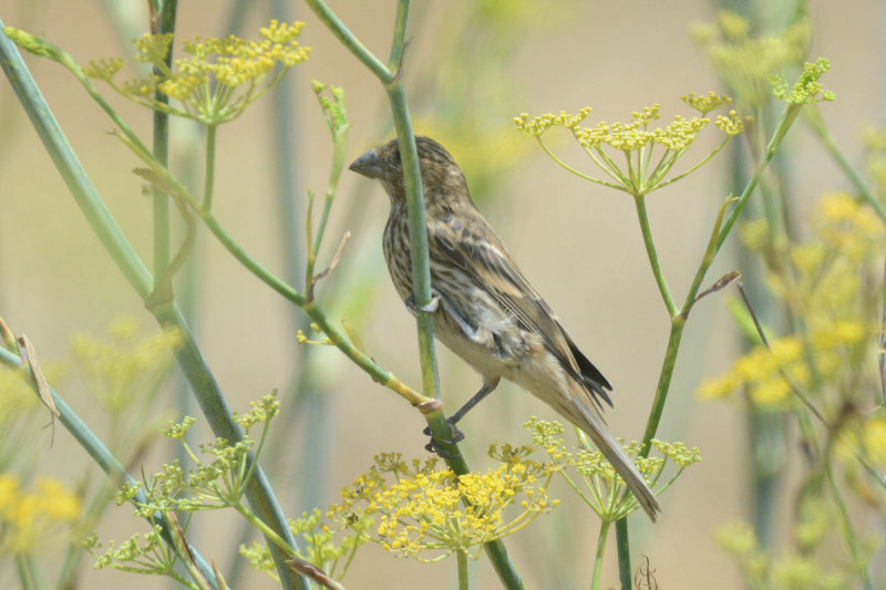 JeremyPowers-Querybird.jpg