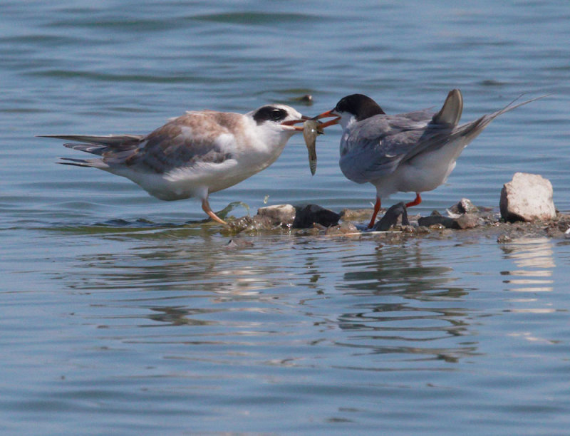 Forsters Terns, adult feeding fledgling