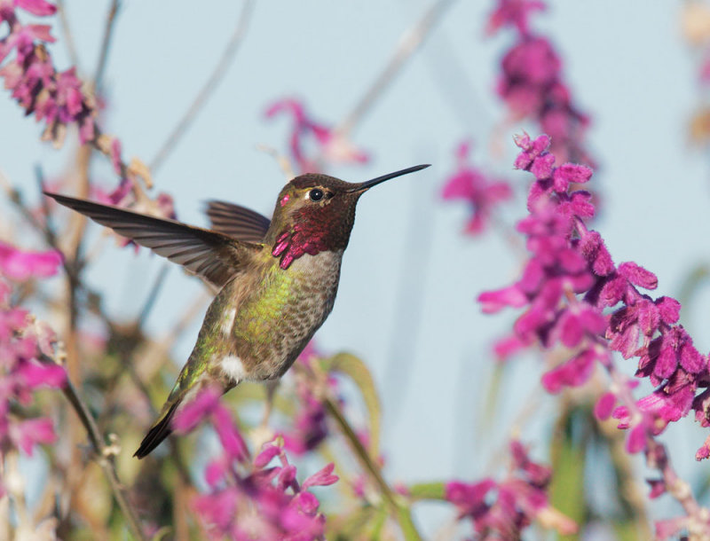 Annas Hummingbird, male foraging