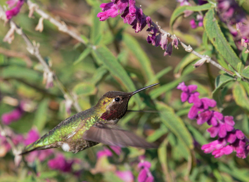 Annas Hummingbird, male foraging