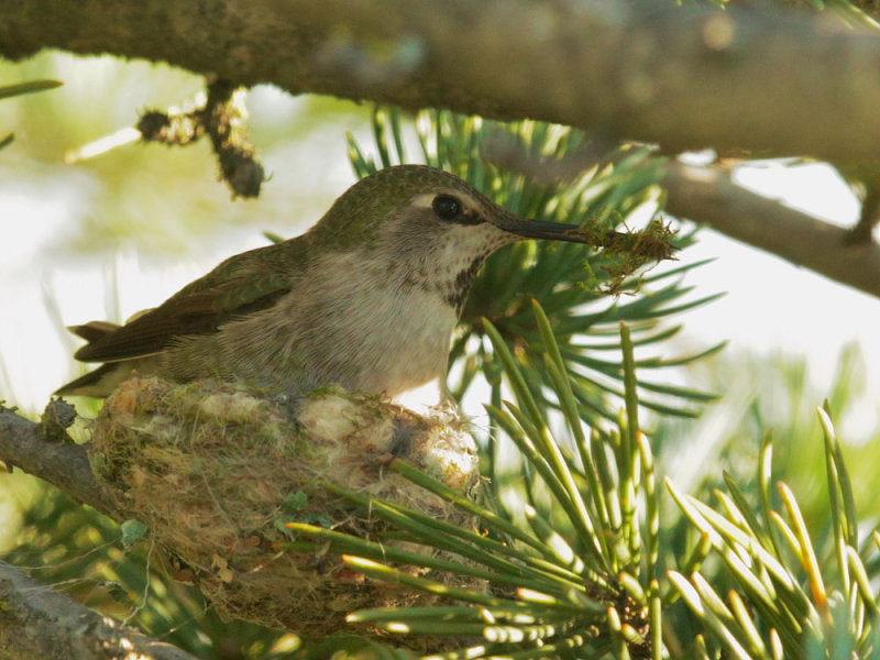 Annas Hummingbird, female