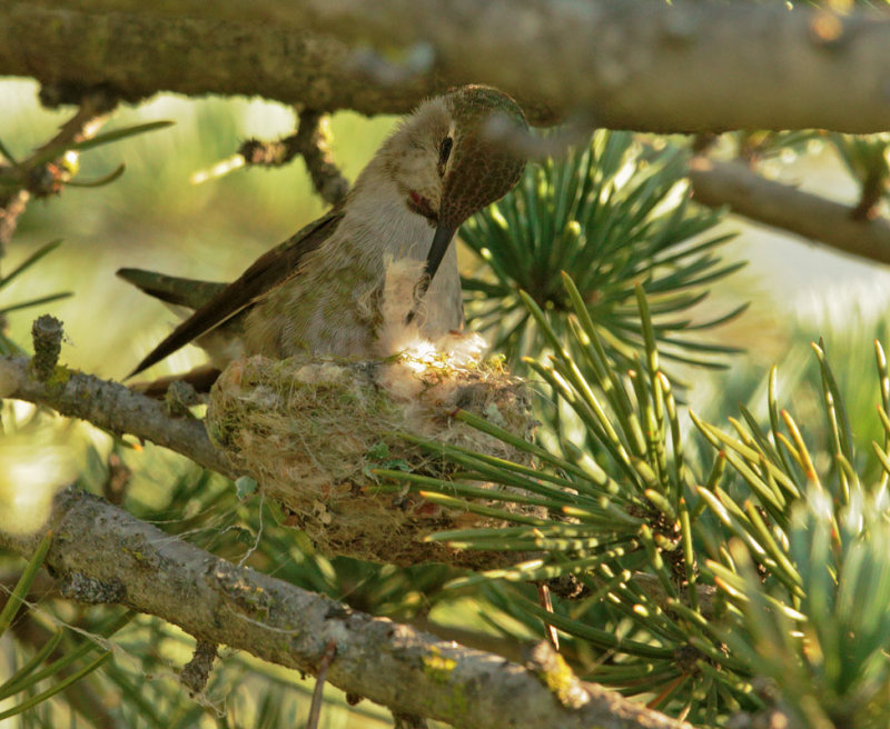 Annas Hummingbird, female