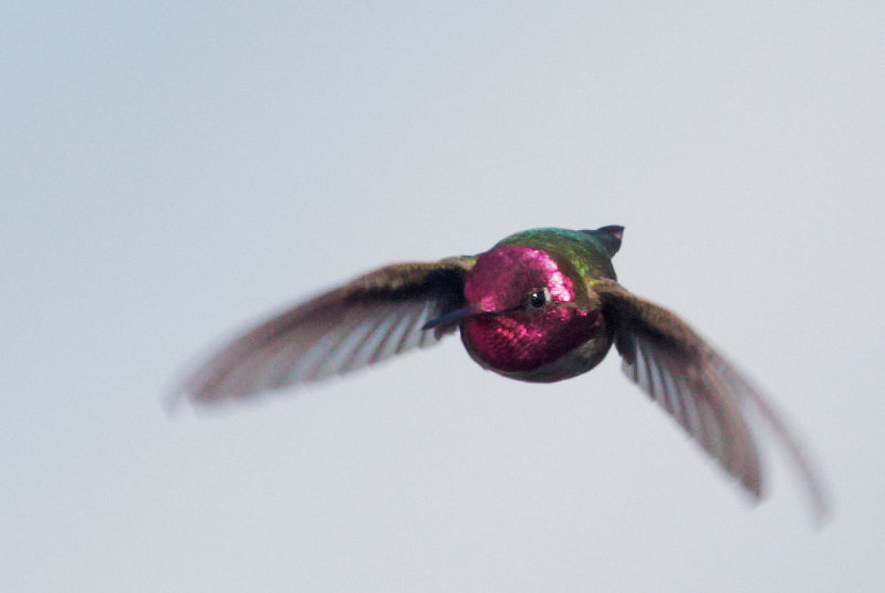 Annas Hummingbird, male