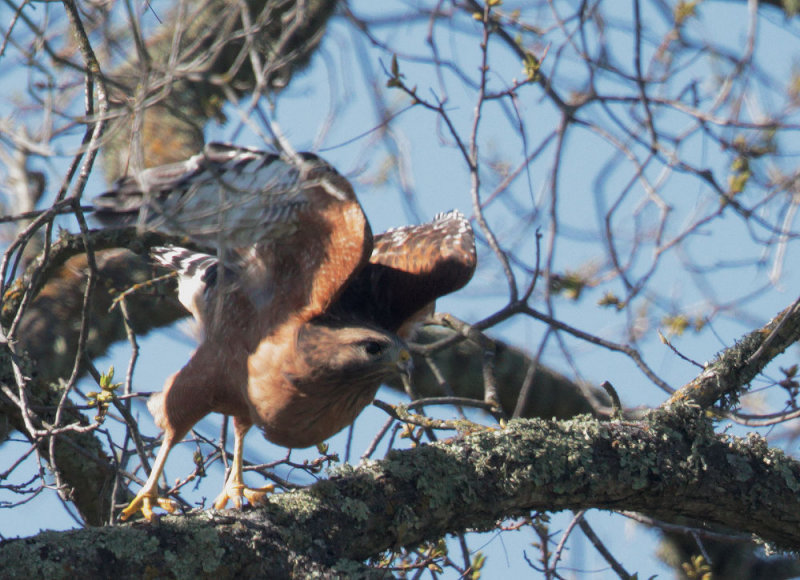 Red-shouldered Hawk, taking off