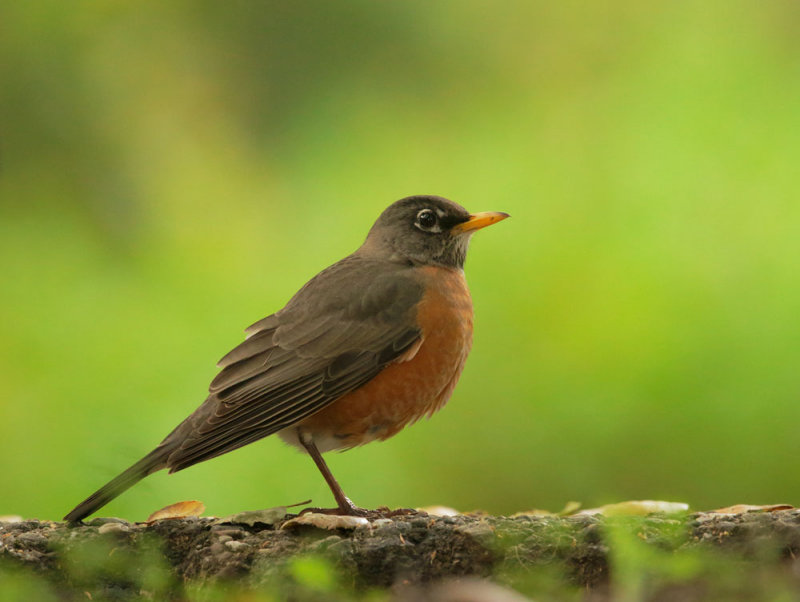 American Robin